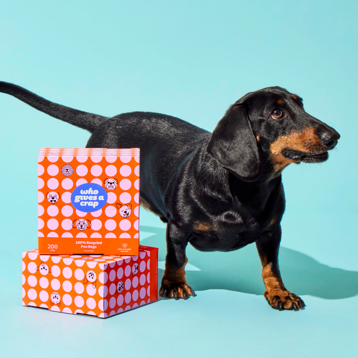 Products and Collections | Who Gives A Crap UK