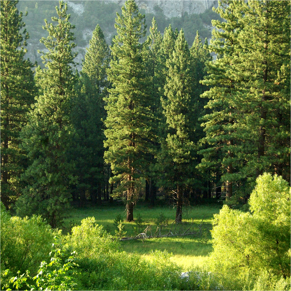 Sunlit lush green forest trees